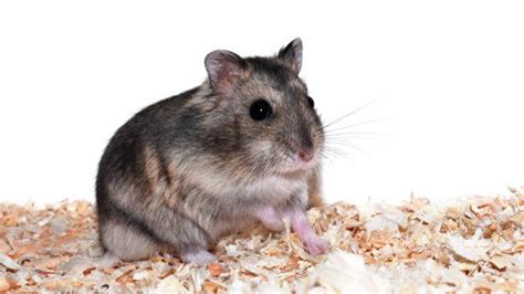 Can a hamster recover from heat stroke?