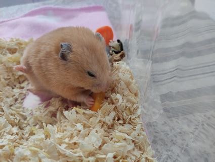 Can a hamster survive a broken leg?
