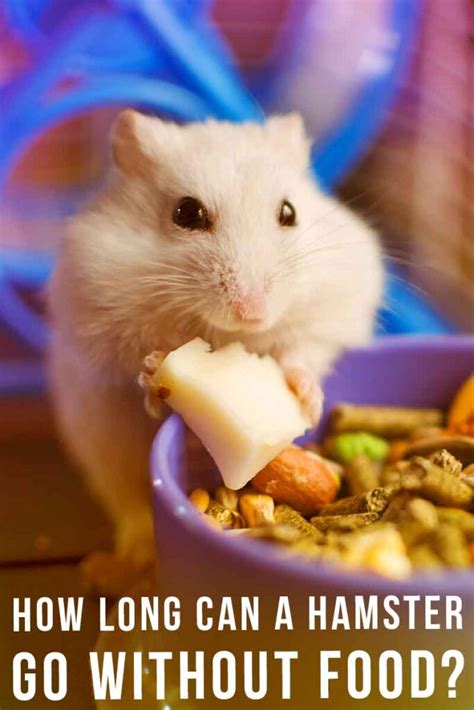 Can a hamster survive a day without food?