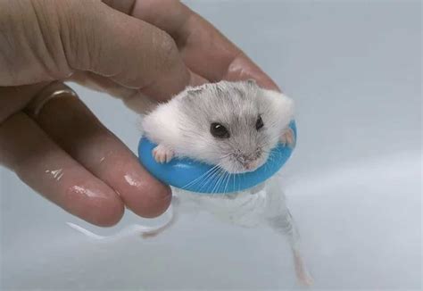 Can a hamster swim?