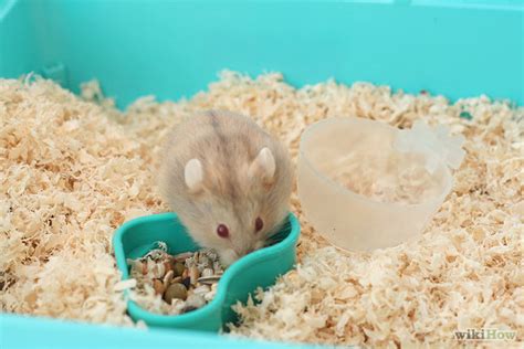 Can a hamster trust you?