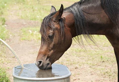 Can a horse drink salt water?