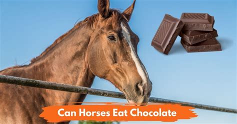 Can a horse eat chocolate?