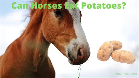 Can a horse eat potatoes?