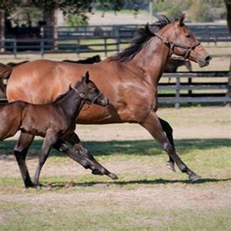 Can a horse go 12 hours without eating?