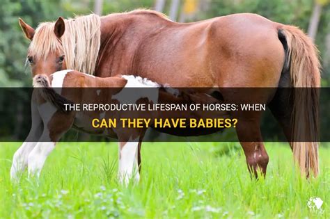 Can a horse have 3 babies?