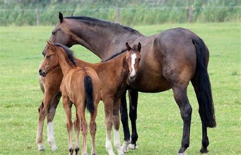 Can a horse have a baby at 19?