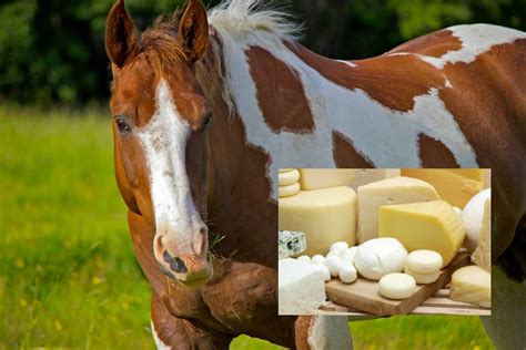Can a horse have cheese?
