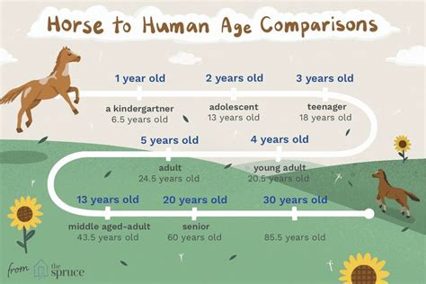 Can a horse live 50 years?