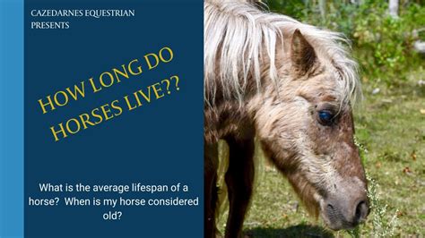 Can a horse live to 45?