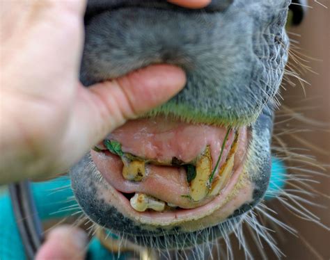 Can a horse with no teeth eat?