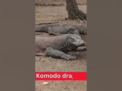 Can a human beat Komodo?