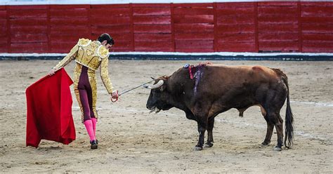 Can a human defeat a bull?