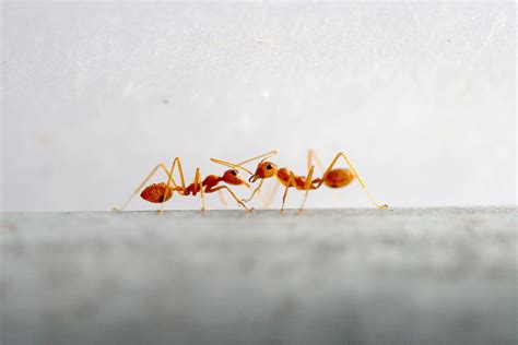 Can a human smell ants?