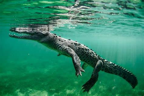 Can a human swim faster than a crocodile?