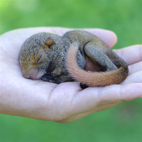 Can a human touch a baby squirrel?