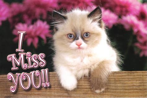 Can a kitten miss you?