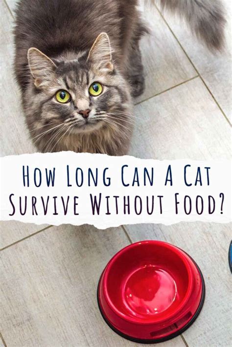 Can a kitten survive 4 days without food?