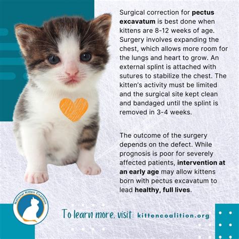 Can a kitten survive FKS?