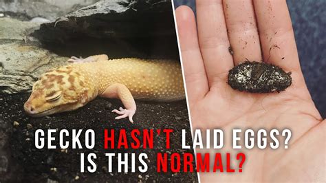Can a leopard gecko eat egg?