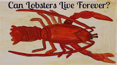 Can a lobster live forever?