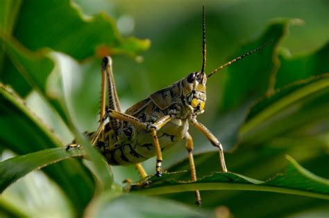 Can a locust become a grasshopper?