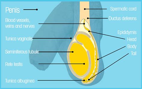 Can a lump on testicle be nothing?