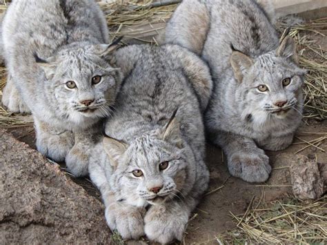 Can a lynx be a pet?