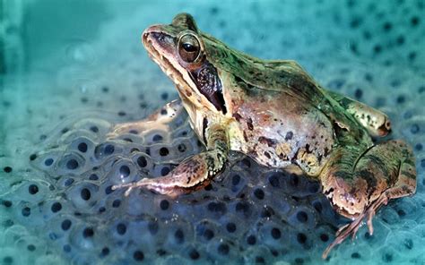 Can a male frog lay eggs?