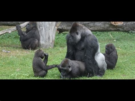 Can a male gorilla mate with a female human?