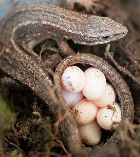 Can a male lizard lay eggs?