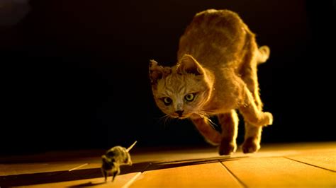 Can a mice outrun a cat?