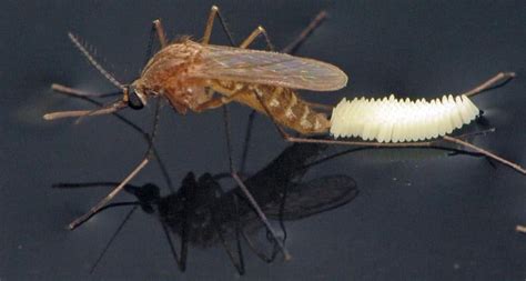 Can a mosquito lay eggs in you?