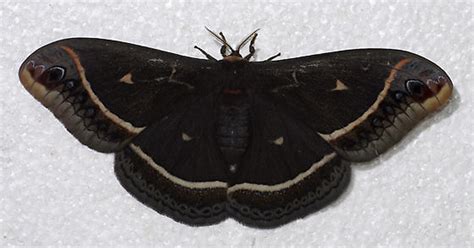 Can a moth be black?