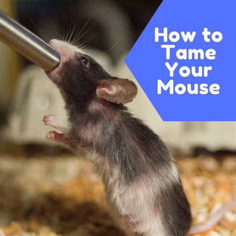 Can a mouse bond with a human?