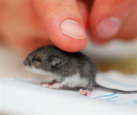 Can a mouse have 1 baby?