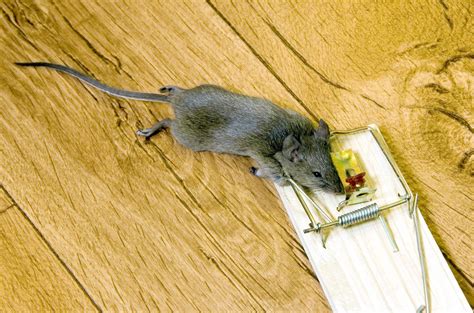 Can a mouse notice a trap?