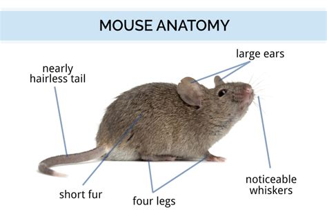 Can a mouse sense a human?