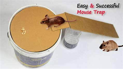 Can a mouse survive a sticky trap?