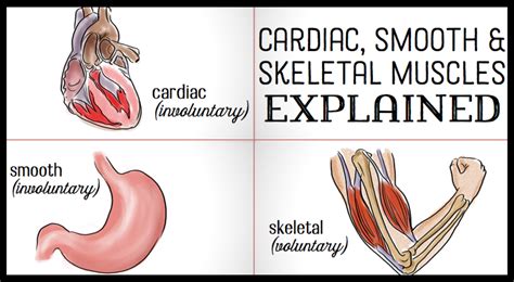 Can a muscle be both voluntary and involuntary?