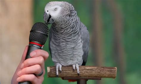 Can a parrot ask questions?