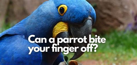 Can a parrot bite break your finger?
