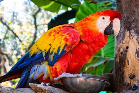 Can a parrot live 150 years?
