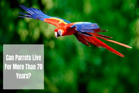 Can a parrot live longer than a human?