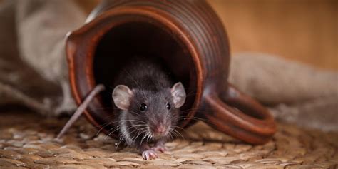 Can a person attract mice?