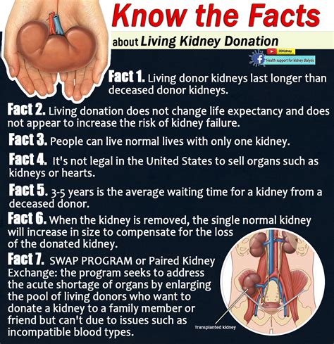 Can a person live 30 years after kidney transplant?
