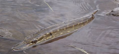 Can a pike survive with a hook in its mouth?