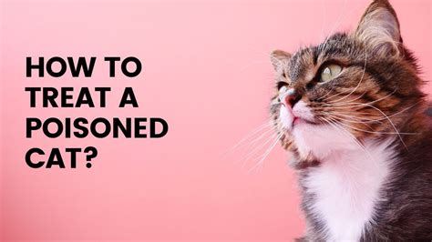 Can a poisoned cat live?