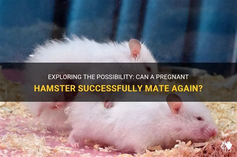 Can a pregnant hamster still mate?