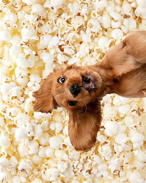 Can a puppy eat popcorn?